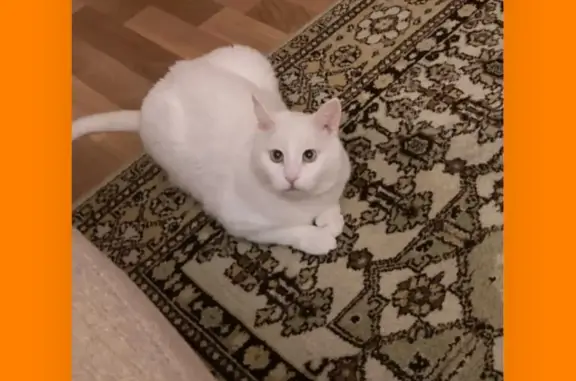 Пропала кошка Белый кот: Ухта, проезд Строителей, 15
