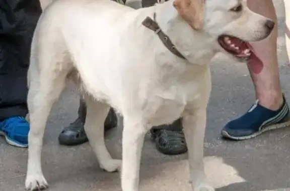 Пропала собака Лабрадор, ул. Гоголя, Колпашево