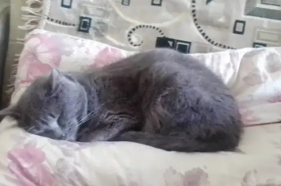 Пропал кот в поселке Силач, Челябинская обл. Окрас тёмно-серый, белое пятнышко на груди.
