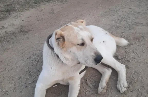 Найдена собака Алабай, белая с рыжими пятнами, Пермский край