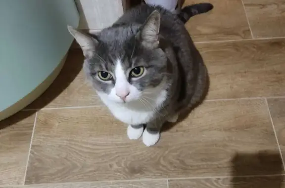 Потерянные животные Москва, фото: Пропал кот, серый, Бирюлёво Восточное, ул. Бирюлевская, 56 с2