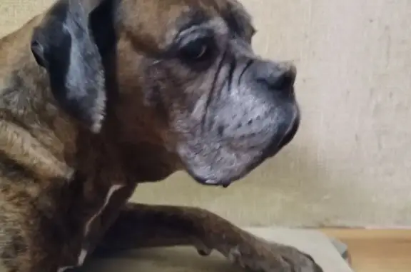 Собаки потеряшки, Кузнечихинское, фото: Потеряшка собака Тайсон, тигровый окрас, в деревне Филино, Ярославская обл.