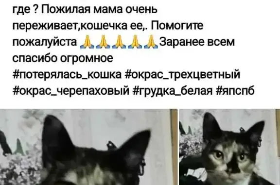 Кошки потеряшки, Санкт-Петербург, фото: Потеряшка кошка на ул. Тамбасова, 6 к1, СПб