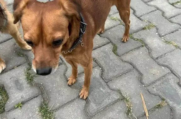 Найденные животные Ростов-на-Дону, фото: Найден кобель чихуа на Пушкинской, Ростов-на-Дону