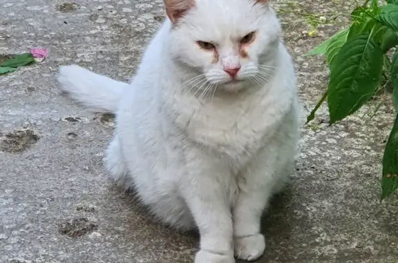 Найден кот в СНТ Прибой, Зеленоградск