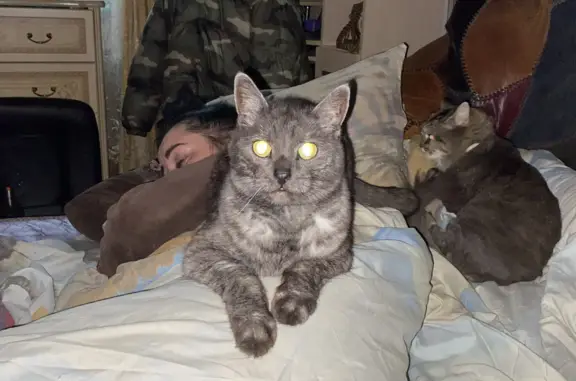 Кошки потеряшки, Ярославль, фото: Потеряшка кошка Серый кот, ул. Радищева, 15, Ярославль