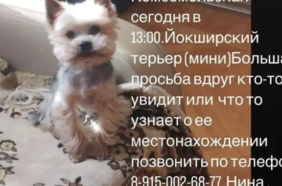 Пропала собака на Школьной улице, 3, Домодедово
