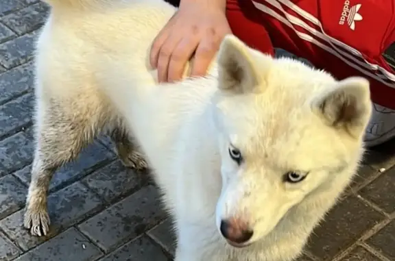 Потерянная собака на ул. Рауиса Гареева, Казань