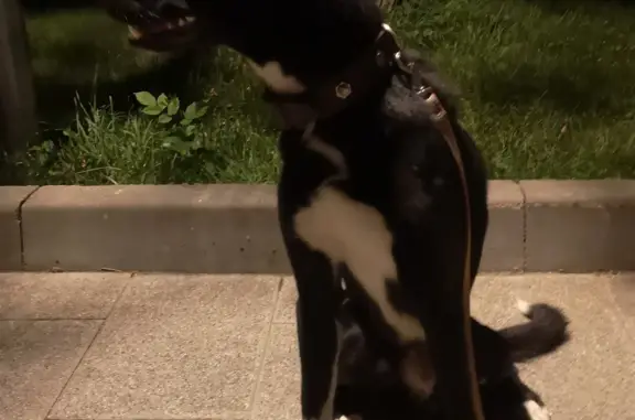 Найдена собака, Москва, фото: Найдена собака 16.08.23, В Головинских прудах, Москва