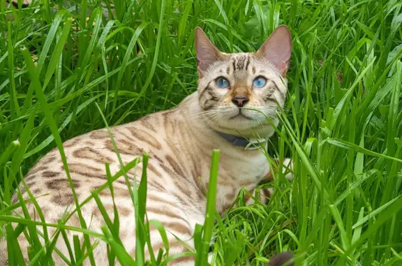 Пропала кошка Мальчик бенгал, Московская область