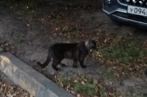 Найден кошка Ласковый котик на ул. Металлургов, Тула