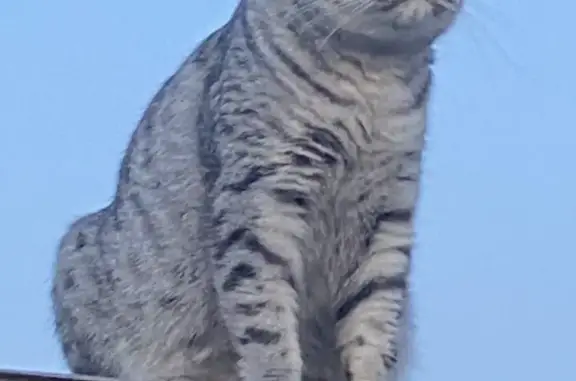 Пропала кошка Шотландская вислоухая в Курганской области