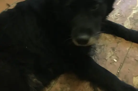 Найдена собака на Рабочем проспекте, 70, Кострома