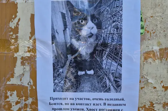 Найдена кошка на Лесной улице, 26, Сярьги