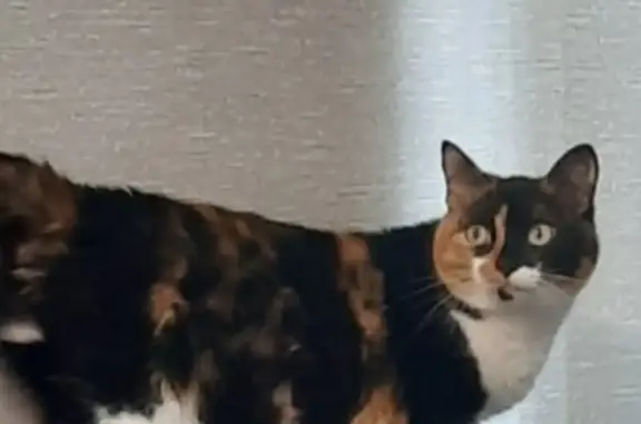 Кошки потеряшки, Екатеринбург, фото: Потеряшка кошка: пр. Ленина, 35, Екатеринбург