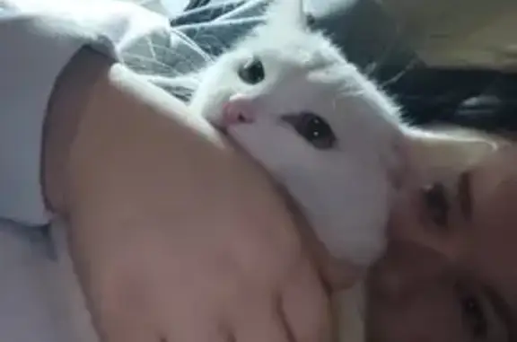 Потерянные животные Санкт-Петербург, фото: Пропала кошка Котик, ул. Стойкости, 41 к1, СПб