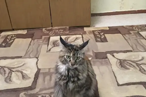 Пропала кошка Лиза в Волгодонске