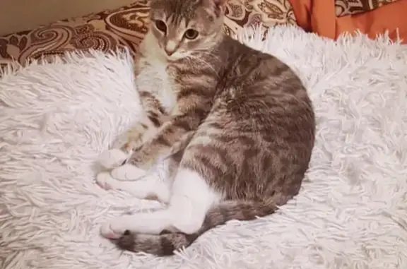 Объявления о пропавших и найденных животных, Новосибирск, фото: Пропала кошка в Новосибирске, ул. Писарева