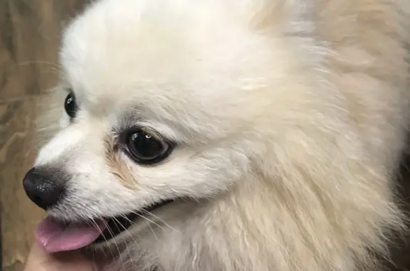 Найдена собака, Нижний Новгород, фото: Собака Мальчик Шпиц найдена в Нижнем Новгороде, бульвар 60-летия Октября, 9