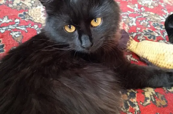 Потерянные животные Тамбов, фото: Пропала кошка, ул. Гагарина 149, Тамбов