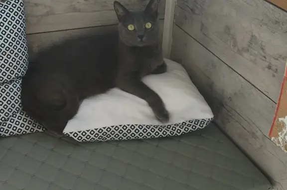 Кошки потеряшки, Киров, фото: Потеряшка кошка Кот, пепельного цвета, адрес: Широтная улица, 4, Киров