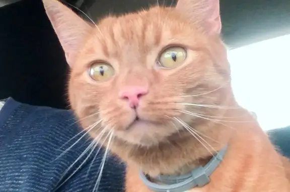 Пропала кошка Рыжий кот Саймон, ул. Лермонтова, 61