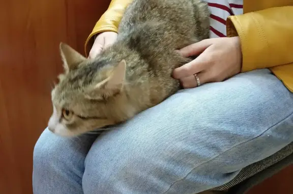 Котик найден возле Томского ЦУМа на набережной Ушайки