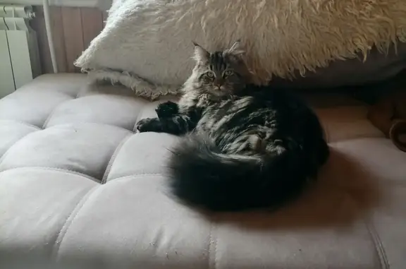 Кошки потеряшки, Новосибирск, фото: Потеряшка серая кошка на ул. Осипенко, 88, Новосибирск