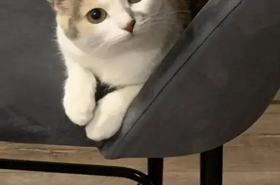 Кошки потеряшки, Москва, фото: Потеряшка трёхцветная кошка на Башиловской улице, 7, Москва