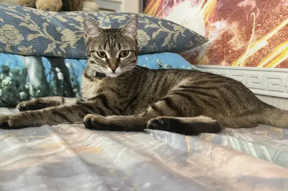 Кошки потеряшки, Москва, фото: Потеряшка кошка на ул. Дмитрия Ульянова, 30 к1, Москва