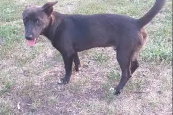 Найдена собака в с. Покровка, Нефтегорского района