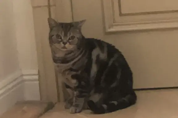 Кошки потеряшки, Москва, фото: Потеряшка кошка Кэти, черно-серый окрас, Москва