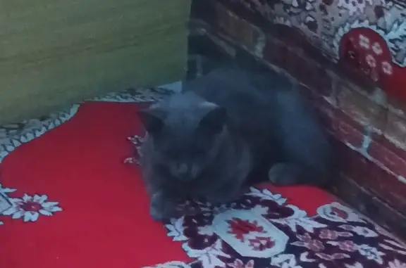 Найдена кошка Русско голубой кот, ул. Связистов, 141, Новосибирск