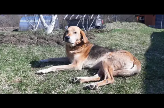 Пропала собака Дратхар в Ленинградской области