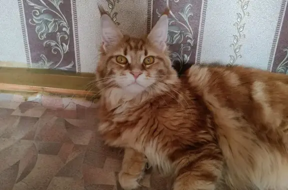 Пропала кошка Маша, 89232706976, Красноярский край