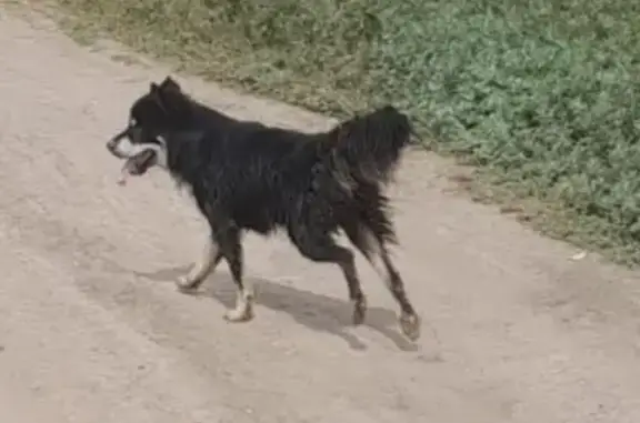 Пропала собака: Потерялся пёс, лайка с разными глазами, Волгоградская область