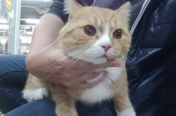 Найдена кошка: рыжий кот, Ленина 146, Кемерово