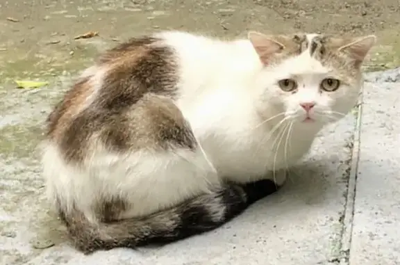 Пропала кошка на Буженинова улице, Москва