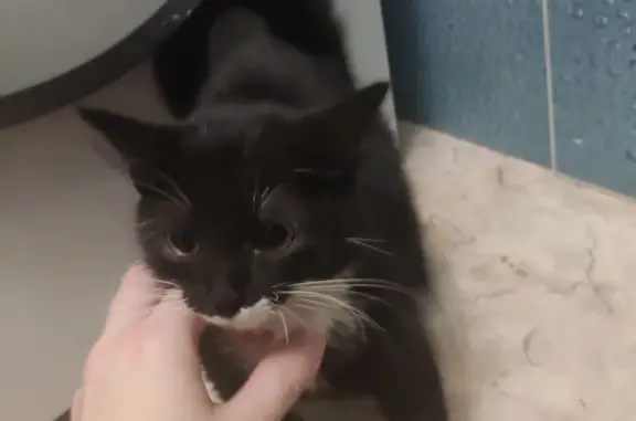 Найден маленький черно-белый котенок на ул. Ленина, 58