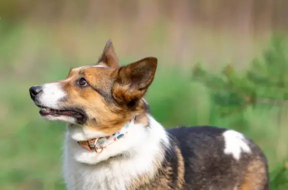 Найдена собака Москва, ищет дом: маленькая умная собачка Жужа, Раменское