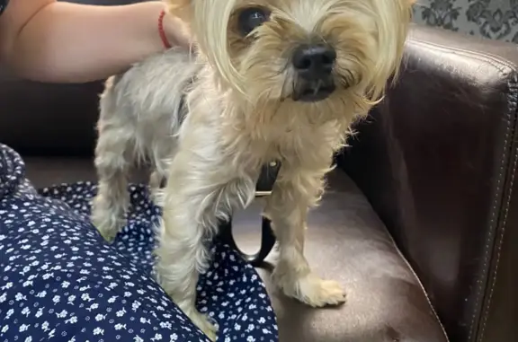 Найдена собака, Москва, фото: Найден йоркширский терьер на Тверской улице, Москва