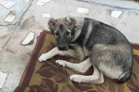 Собака найдена в Берёзке, Чита