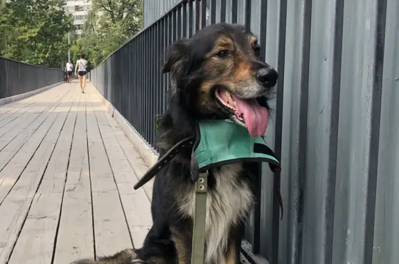 Найдена собака на Славянской улице, Санкт-Петербург