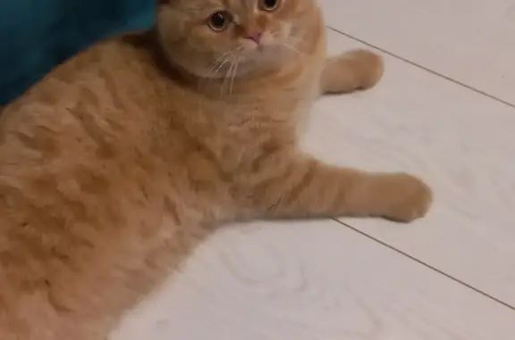 Кошки потеряшки, Киров, фото: Потеряшка британский кот в Бобинском поселении, Кировская область