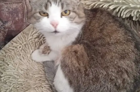 Пропала кошка на Ломоносова, 50, Курск