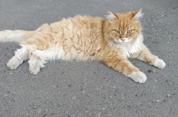 Кошка найдена возле дома на ул. Свердлова, 46, Йошкар-Ола