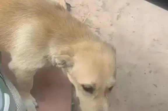 Потерянная собака в районе Юности, Ставрополь