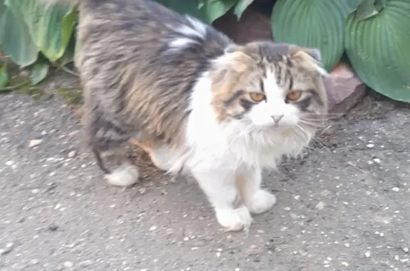 Найдена кошка на Солнечной улице