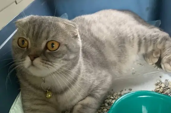 Пропала беременная кошка в Амурской области
