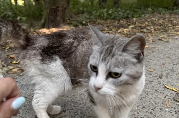 Кошка найдена возле Ленина Доваторцев, Ставрополь